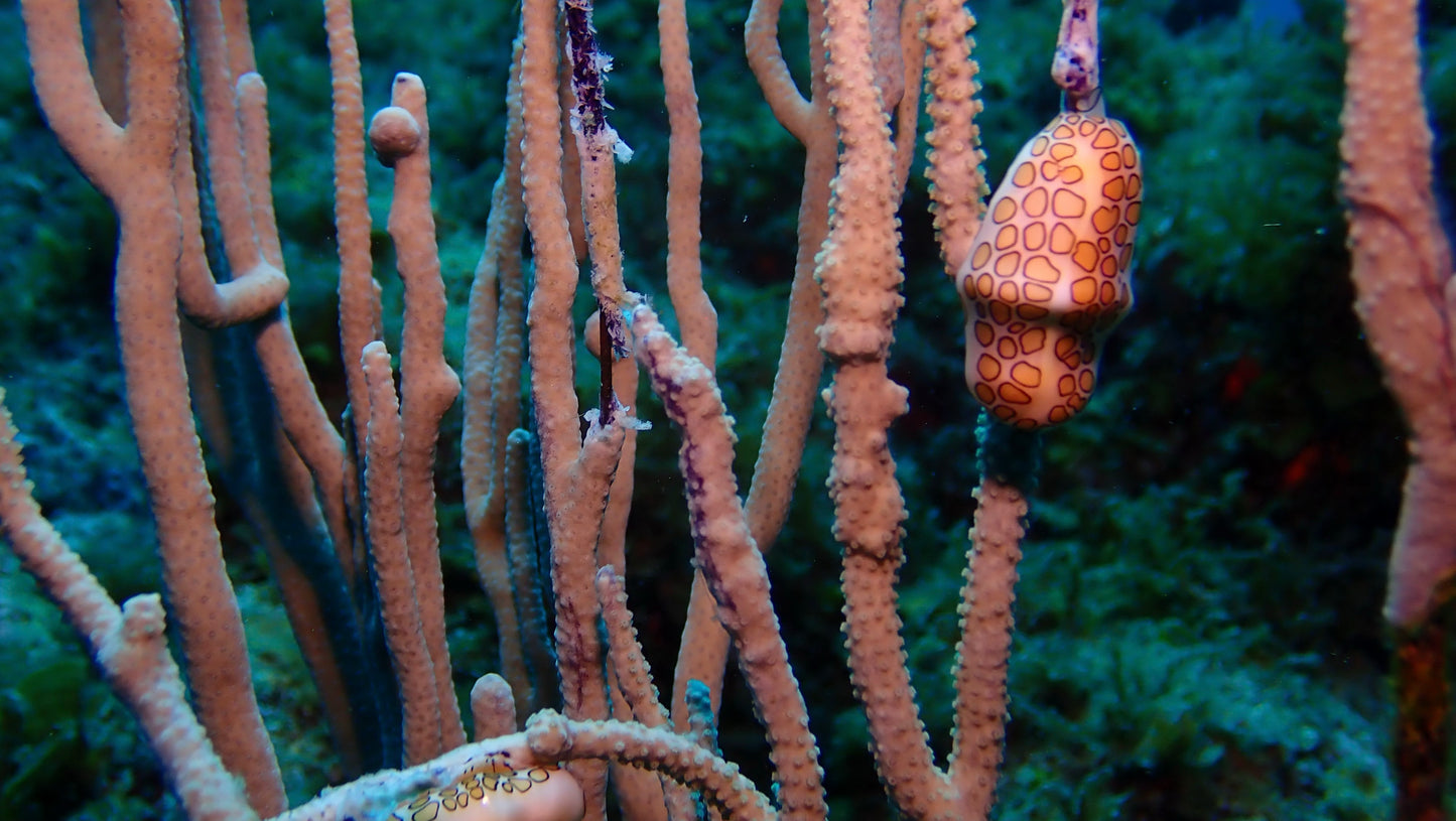 Close-up of a sea creature on coral with a blurred background