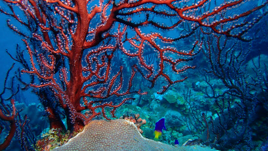 Held by the Reef