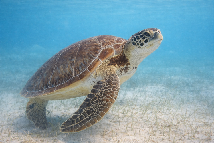 Green Sea Turtle Resting in Sea Grass