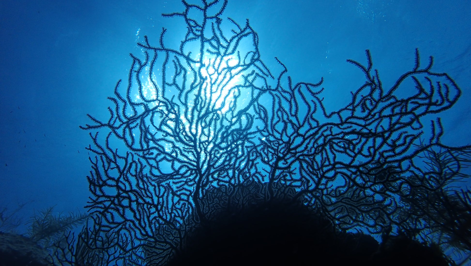 Underwater view of intricate coral structures with a bright light source in the center.