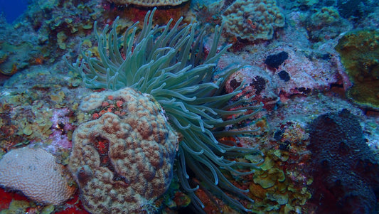 Close-up of a green sea anemone on a coral reef