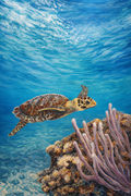 In Passage-Fine Art Print