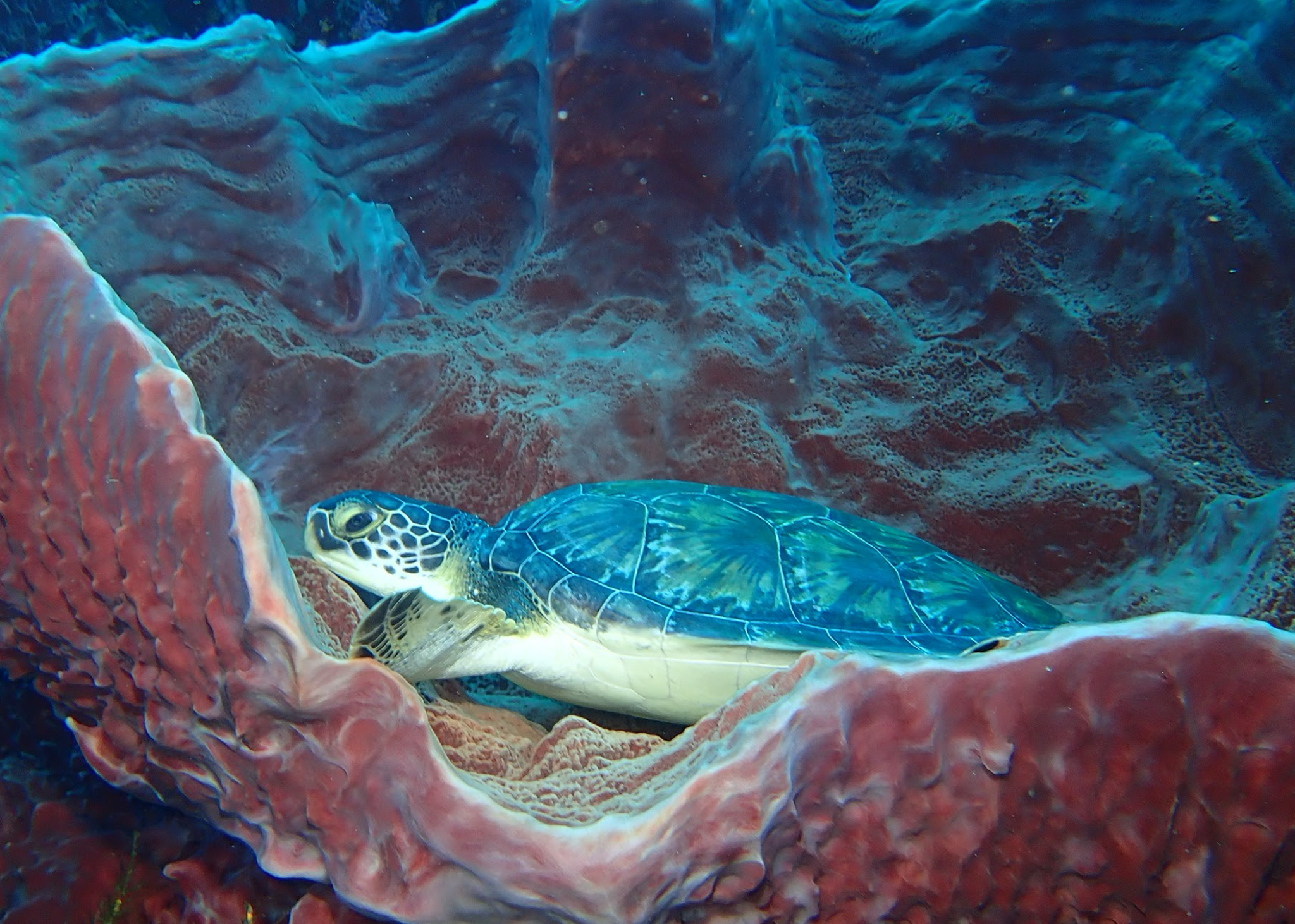 Green sea turtle hiding behind coral in an underwater scene