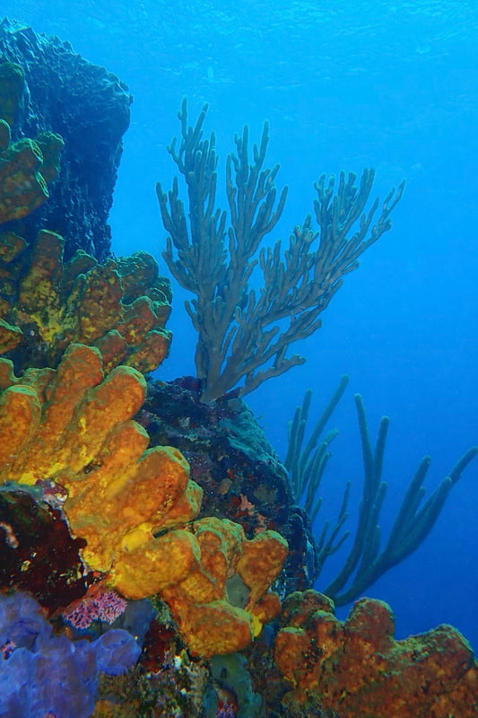 Layered Reef