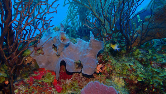 Within the Reef