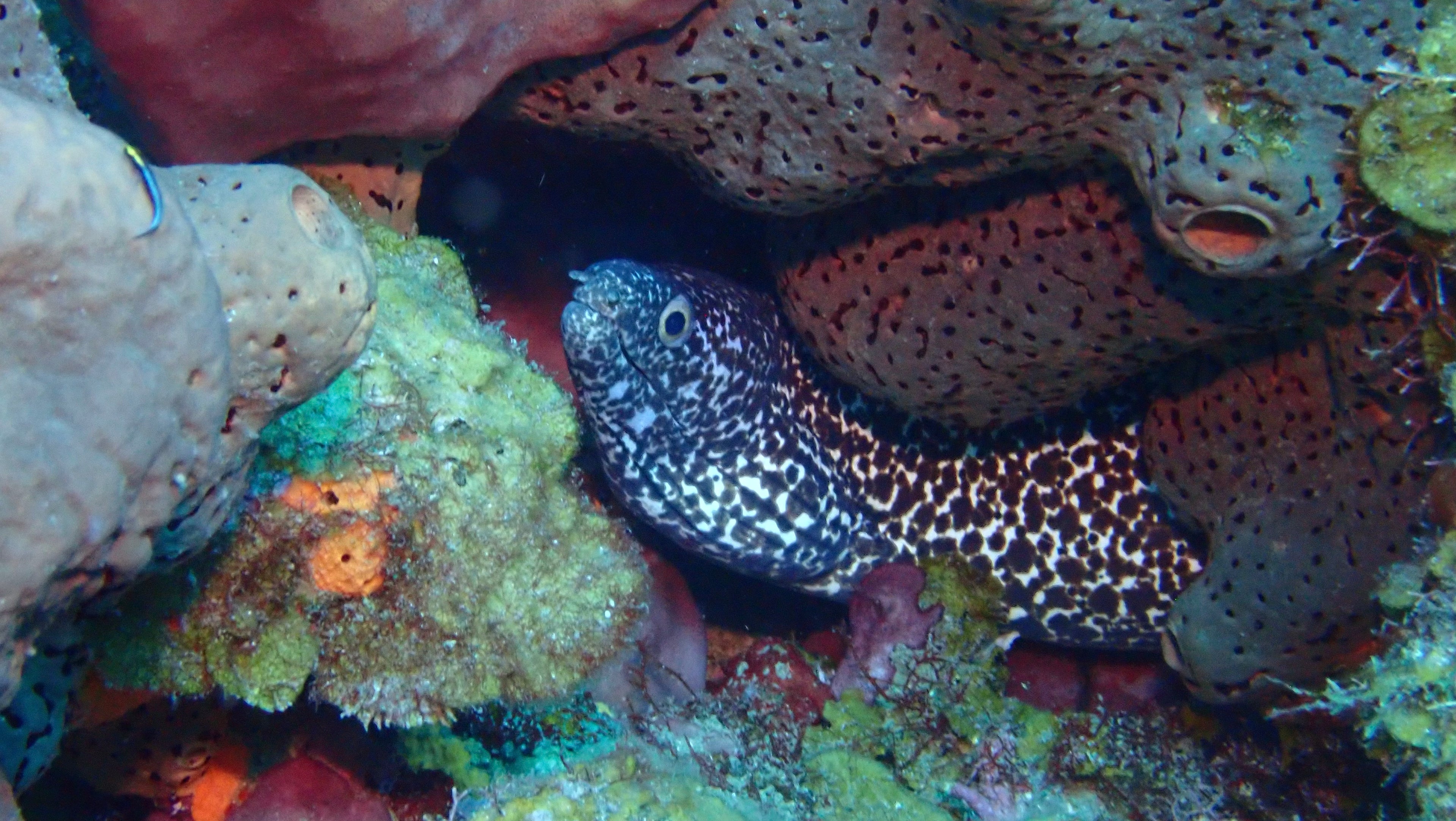 Hidden in the Reef