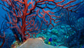 Held by the Reef