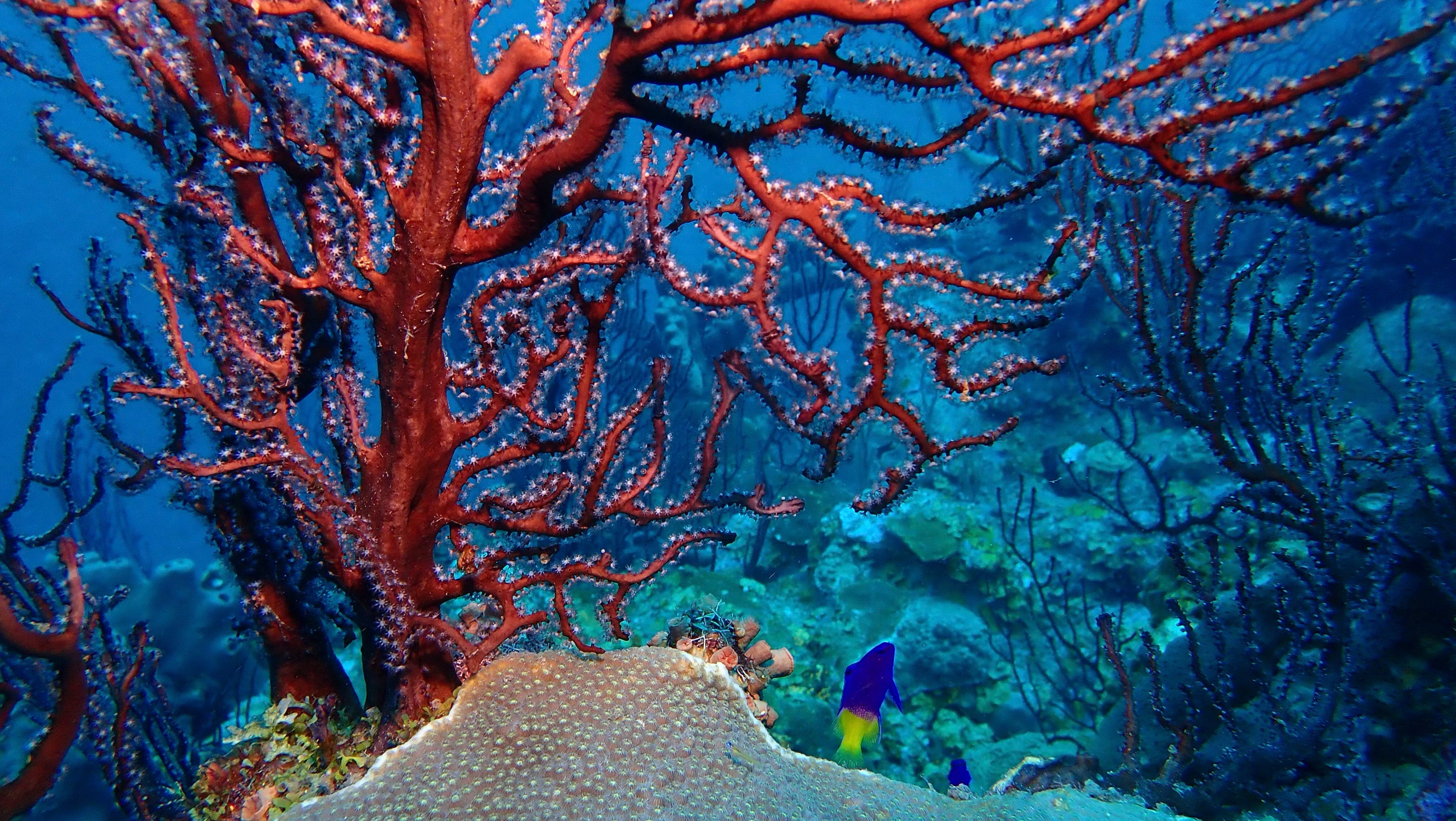 Held by the Reef
