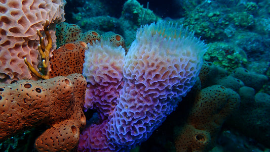 Colorful coral formations on a reef