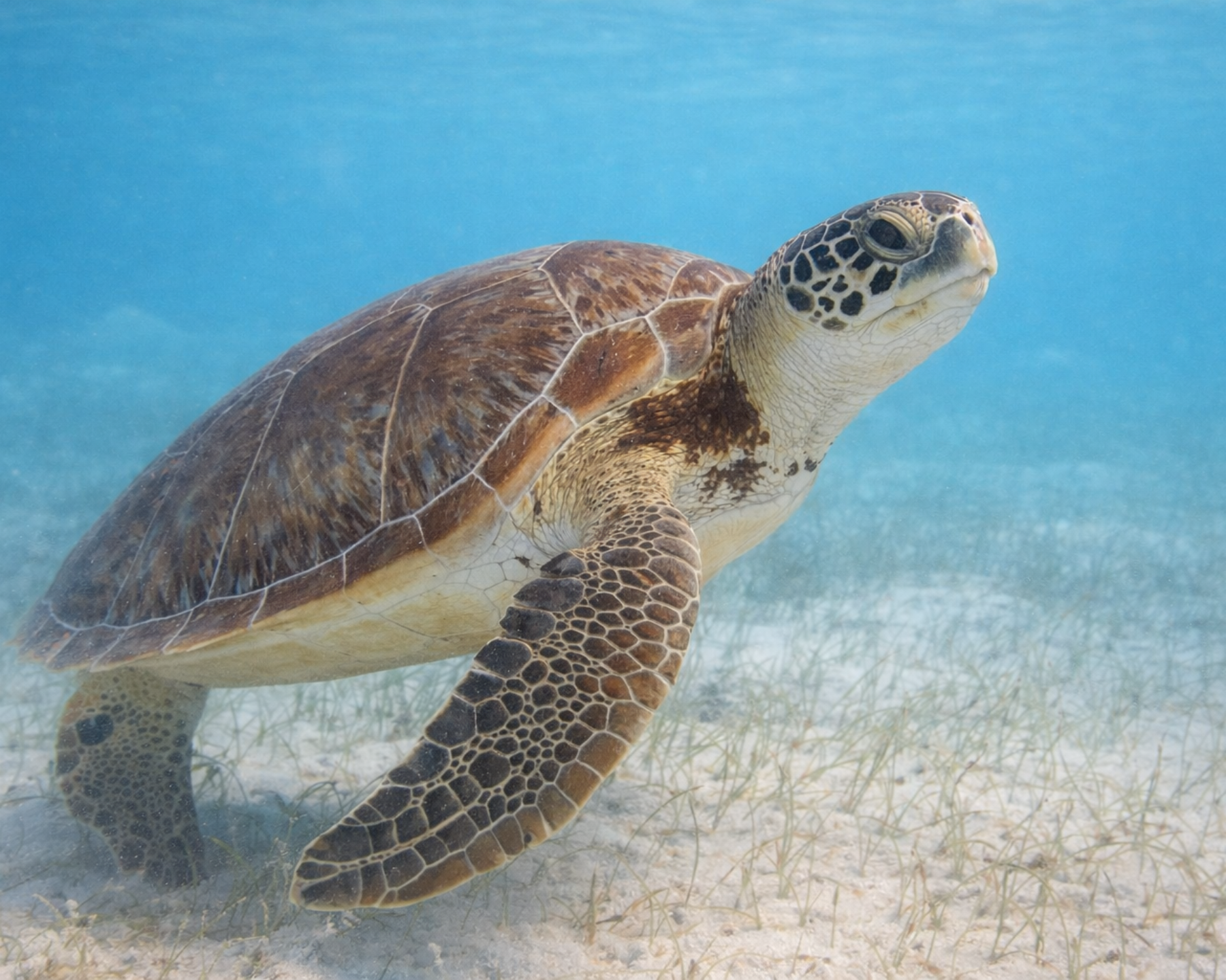 Turtle swimming in clear blue water with a sandy bottom