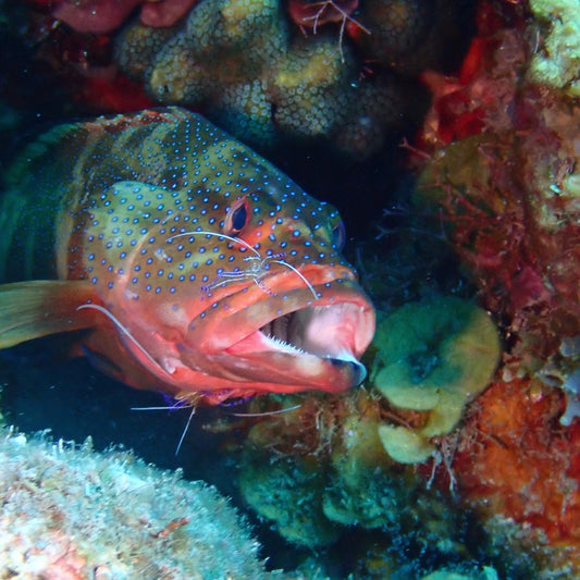 Close-up of a colorful fish with open mouth on a coral reef